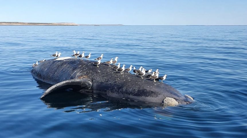 Crece la preocupación: ya son 18 las ballenas muertas en Península Valdés