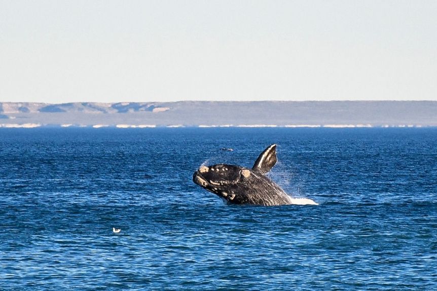 Con ocupación plena, el turismo dejó más de 500 millones de pesos en Puerto Madryn