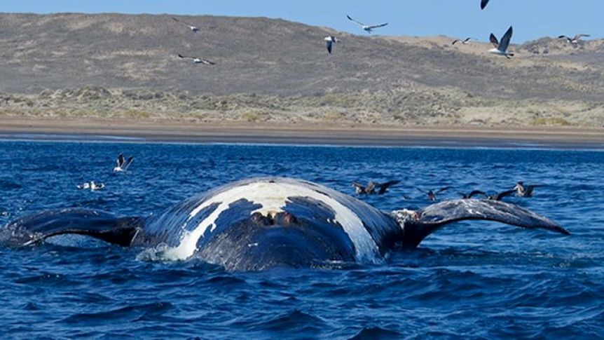 Alerta en Chubut: ya son 30 ballenas muertas