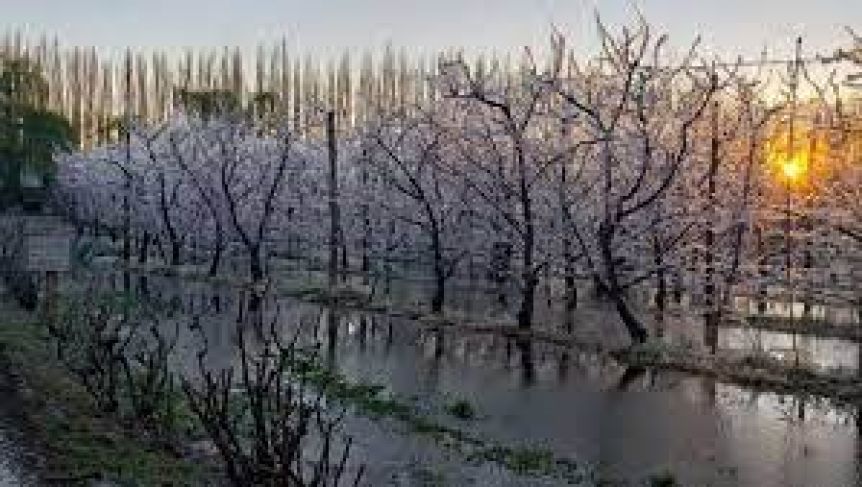 La Provincia declaró Emergencia Agraria por los daños de las heladas