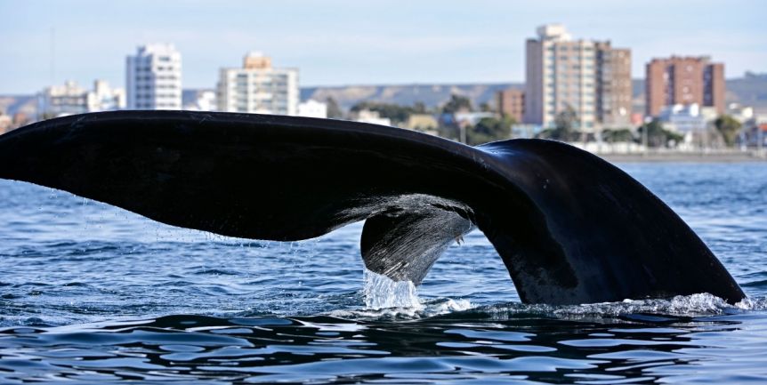 La temporada de ballenas en Madryn fue la mejor de los últimos quince años