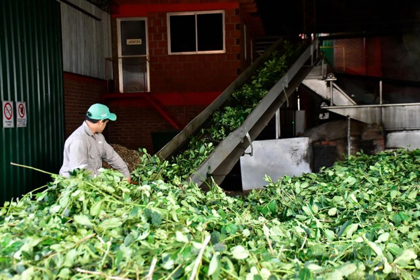 Suman a la yerba mate y la carne caprina al dólar agro