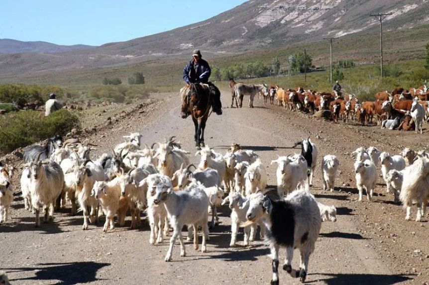 Nación declaró la Emergencia Agropecuaria en Neuquén: los detalles