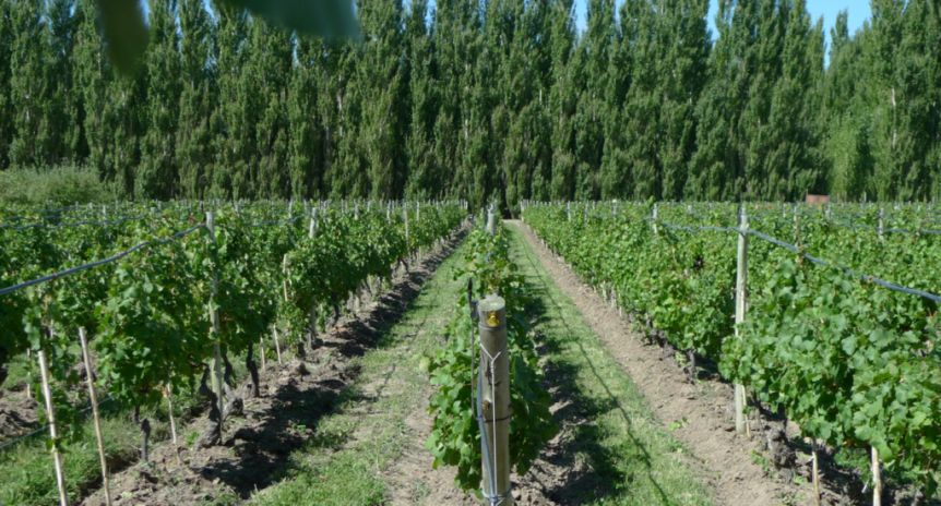 Con el fin de favorecer a los sectores productivos, la Provincia afianzó con Nación los fondos de reconversión frutícola