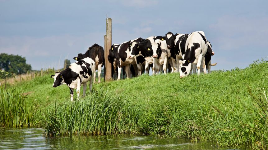 Campo en alerta: Río Negro declaró la emergencia agropecuaria por sequias