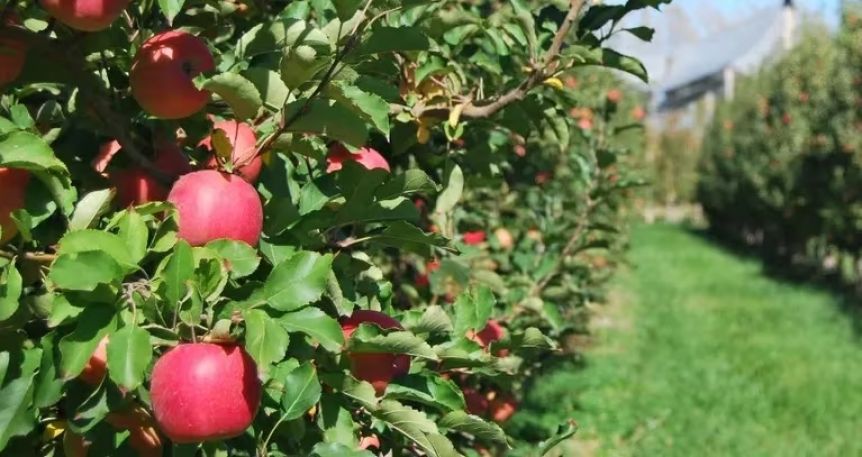 El Sindicato de la Fruta de Neuquén y Río Negro acordó un aumento salarial interanual del 212%